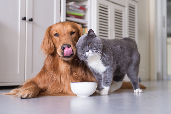 Stravovanie štvornohých priateľov: Najlepšie krmivá pre psy a mačky