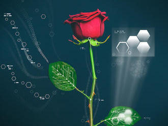 Růže elektronikou! Elektřinu budeme získávat z rostlin a počítače pěstovat