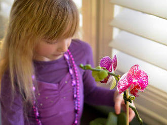 Jak pěstovat orchideje? Základní rady nejen pro začátečníky! Znáte je?