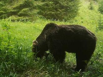 Medveď Iwo je hotový turista: Veselo putuje ďalej, búra všetky mýty