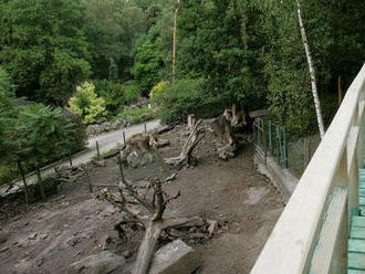 Návštěvníci děčínské zoo zabili 2 ovce: Překrmili je pečivem