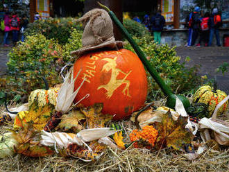 Halloween v zoologické zahradě v Brně: Na děti i dospělé čekalo tisíc dýní