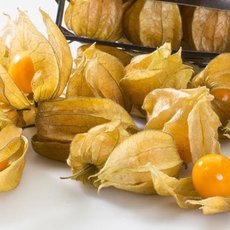 Physalis – Mochyně židovská třešeň