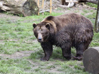 Smutek v berounské zoo: Chaloupkovi medvědi hledají mrtvého brášku Vojtu