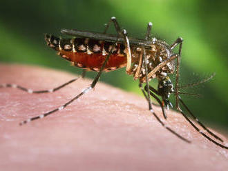 Virem zika se pohlavně nakazili poprvé i gayové. Měli horečky a vyrážky