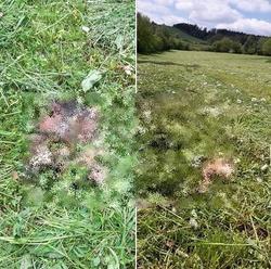 Kruté FOTO sa zarýva hlboko do srdca: Kosenie lúk niekedy končí takouto masakrou