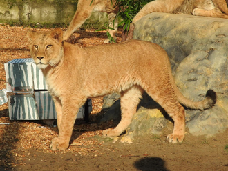 Smutná správa z bojnickej ZOO: Miláčik odišiel do zvieracieho neba