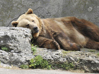 Návštevníci bojnickej zoo zostali zaskočení, dostali varovanie: Z výbehu ušiel medveď