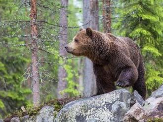 Medveď, ktorý ušiel z bojnickej zoo: Prišiel nekompromisný verdikt, maco musí zomrieť!