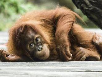 Dárky pro orangutany a fotografie z Mongolska: Zoo Praha láká na pestrý víkend