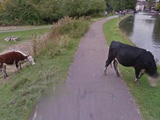 Google Street View rozmazal hlavu krávě: Kvůli ochraně soukromí?!