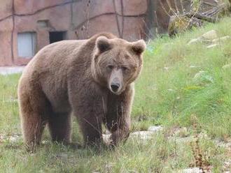 Neberte medvědovi hračku: Mohl by to být granát, jak zjistili v polské zoo