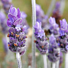 Milujete francouzkou Provence? Vykouzlete si její atmosféru na své zahradě