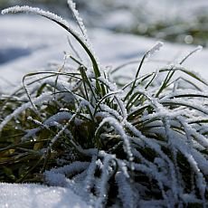 Zima na zahradě: praktické rady a tipy