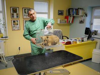 Zaobchádzanie s veterinárnymi prípravkami upraví nový zákon