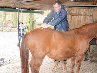 Nemocným klisnám v děčínské zoo napravoval páteř anglický chiropraktik