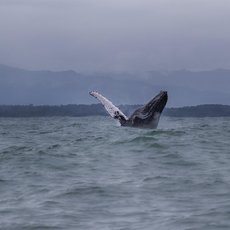 Útěky na Kostariku - Volání oceánu