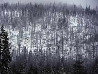 Obrovská tragédia na Považí: Mladíka pripravil o život obyčajný konár!