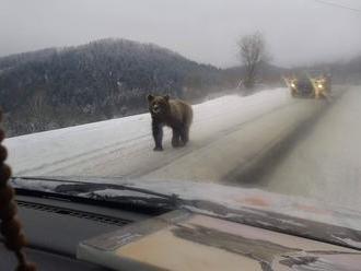 Lepšie ako v safari: FOTO predátora z Tatier, ktorý vodičom na ceste vyrazil dych