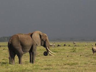 Národní park Amboseli v Keni - sloni, kam oko dohlédne