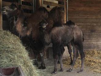 Dvouměsíční velbloudě z plzeňské zoo: Statečná Anissa se zatím bojí