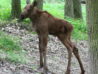 V brněnské zoo se narodil los: Pohlaví je ale zatím tajemstvím