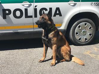 Hrdinský čin policajného psa Nyka: Krásavec na FOTO dal do poriadku muža s kriminálnou minulosťou