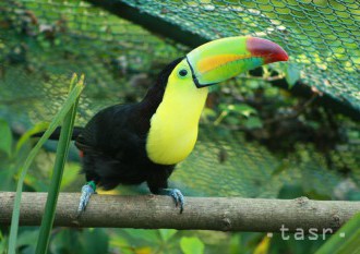 Národná zoologická záhrada v Bojniciach obnovila chov tukanov