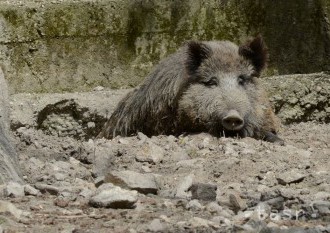 Na cintoríne Slávičie údolie pobehujú diviaky, hasiči ich odchytávajú