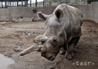 V bratislavskej zoo vysychajú vodné plochy, hrozí úhyn zvierat