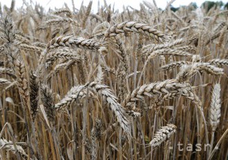 V Rakúsku bude úroda obilnín nižšia o 13 % pod päťročným priemerom