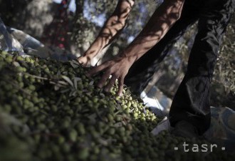 Taliansko sužuje sucho. Ohrozuje produkciu olivového oleja