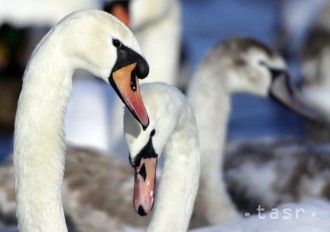 Do nemeckého Saska-Anhaltska sa vrátila vtáčia chrípka