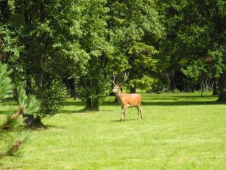 Jelene, ktoré sa pohybovali pri lanovke, sú v Tatranskej Javorine