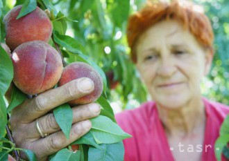 V Dvoroch nad Žitavou poškodil mráz takmer polovicu úrody broskýň