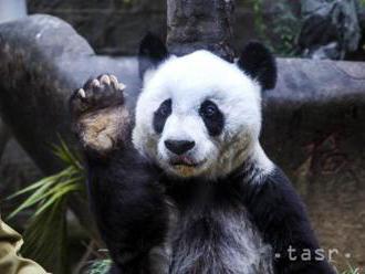 V Číne uhynula najstaršia panda chovaná v zajatí, zlyhali jej obličky