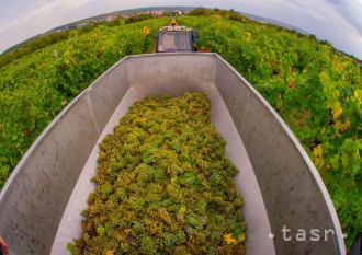 Dnes sa začína vinobranie, vyvrcholenie a oslava oberačkovej sezóny