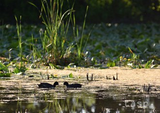 Slovensko a Maďarsko vytvoria spoločný prírodný park v Podunajsku