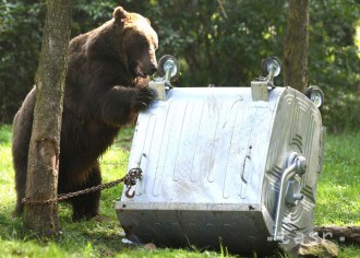 V košickej zoo testovali kontajner odolný voči medveďom