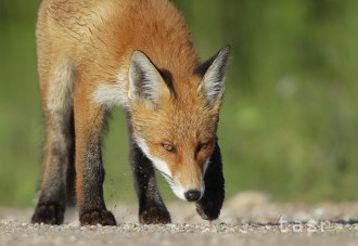 Na besnotu vo svete každoročne zomiera okolo 60.000 ľudí