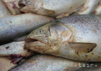 V mexickom pobrežnom meste Tampico padali z neba s dažďom ryby