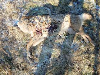 Brutálna smrť vlčice: FOTO Pytliak z Levoče jej odťal hlavu a telo nechal v krovinách