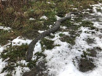 Záhadný objav pri Stupave: FOTO Tomáša počas prechádzky prekvapil exotický tvor v tráve