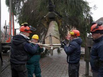 Košičania zlikvidujú vianočné stromčeky ekologicky