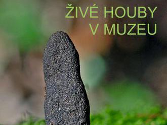 Živé houby v muzeu