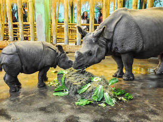 Výročí republiky - Zoo Plzeň