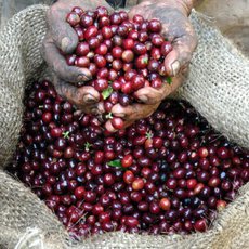 Dobrá robusta? Prakticky neexistuje, ale 100% arabica na obalu také nic neznamená