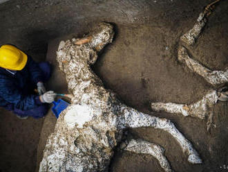 V Pompejach objavili skamenené pozostatky koňa s postrojom