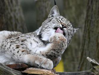 V nemeckej zoo zomrel rys, ktorého našli opusteného na Slovensku