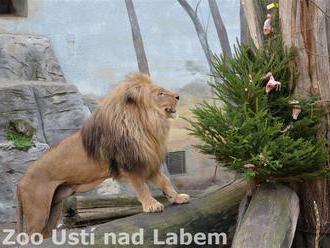 Štědrý den v Zoo Ústí nad Labem